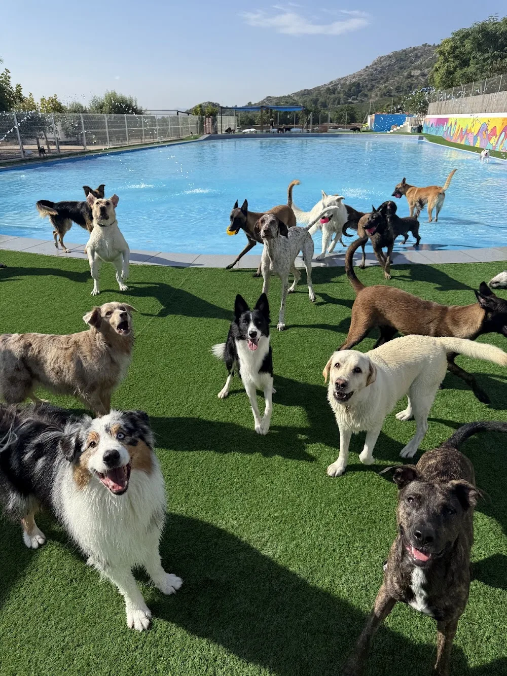 GOS AVENTURA RESORT CON PISCINA (SOLO PARA PERROS HUÉSPEDES) - Castellón pet otel görseli 3