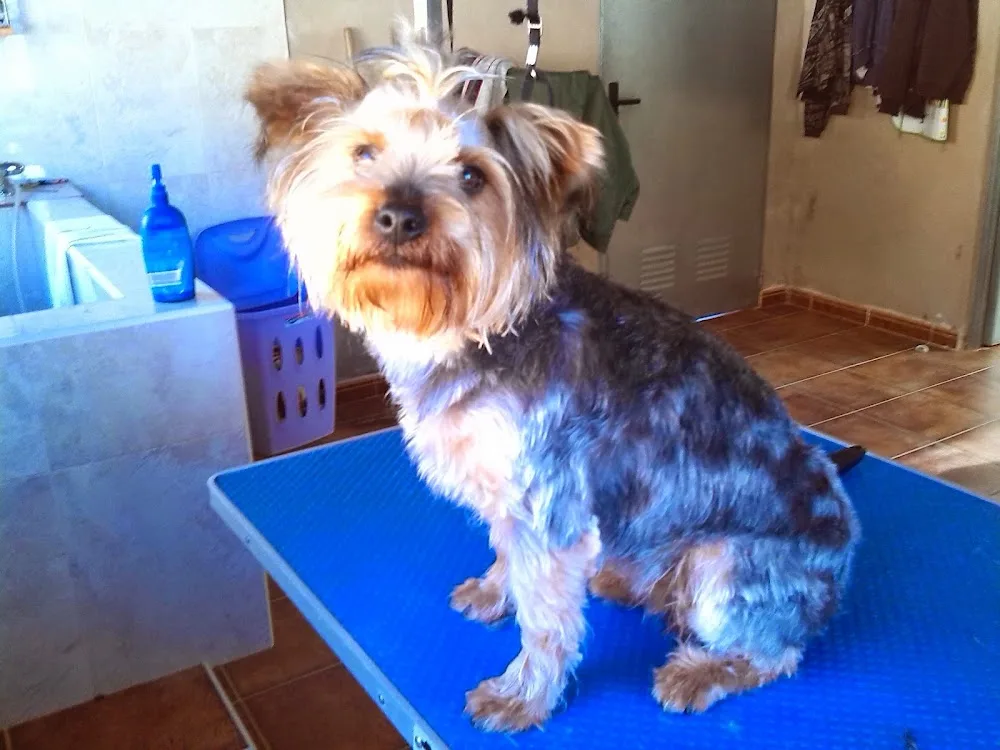Residencia canina Idefix - Castellón pet otel