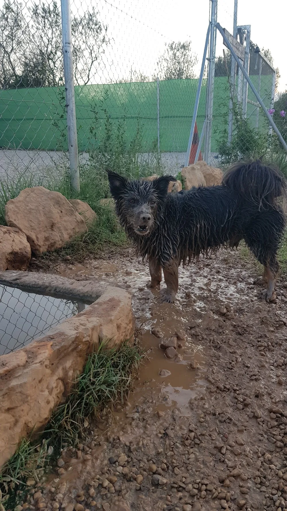 Residencia y Educación Canina, Gosesplai - Castellón pet otel