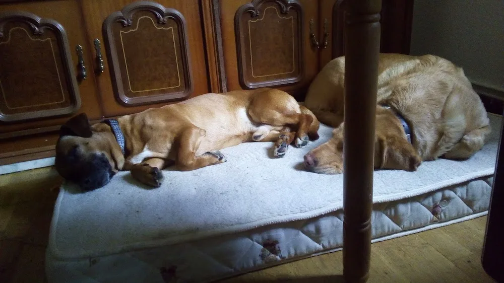 Alojamiento para perros y guardería canina - Castile and Leon pet otel