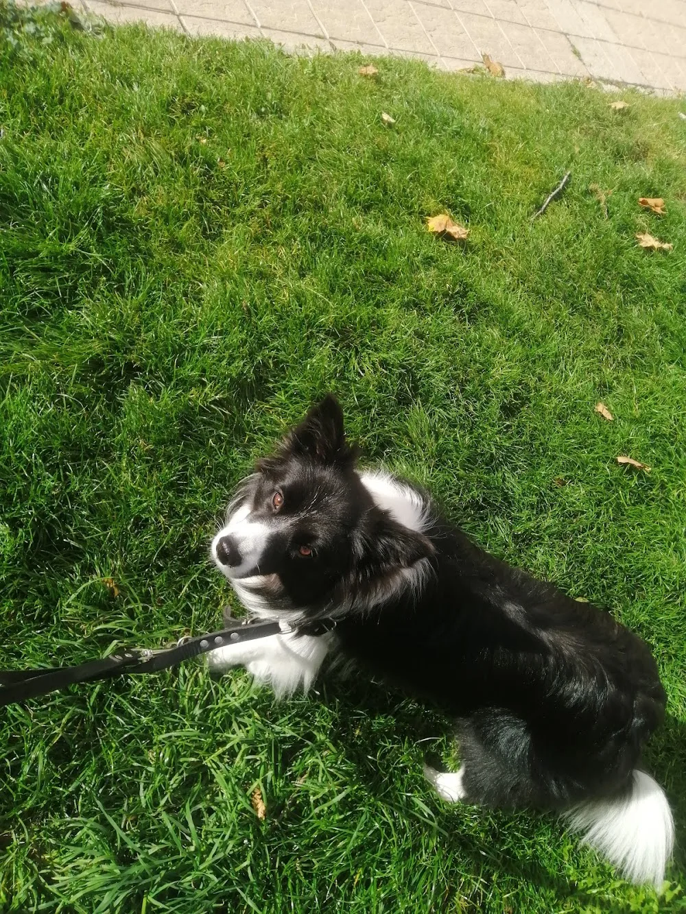 Alojamiento para perros y guardería canina - Castile and Leon pet otel görseli 3