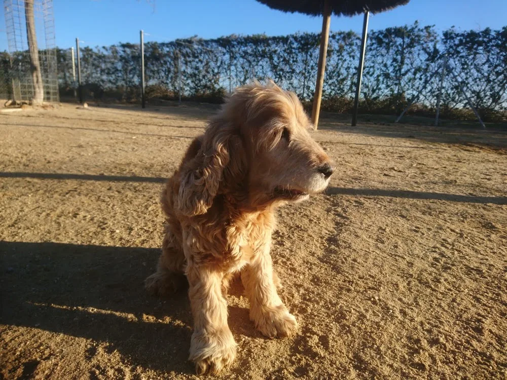Centro Canino Brunete - Castile and Leon pet otel görseli 2