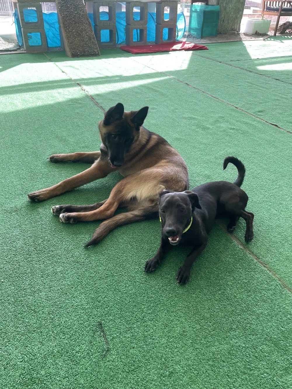 Complejo Canino C.K9 - Castile and Leon pet otel