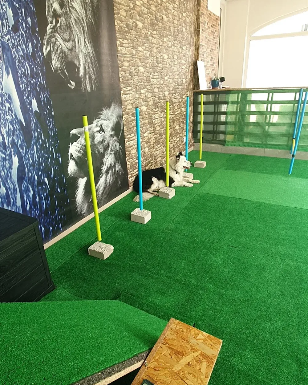 Complejo Canino C.K9 - Castile and Leon pet otel görseli 3