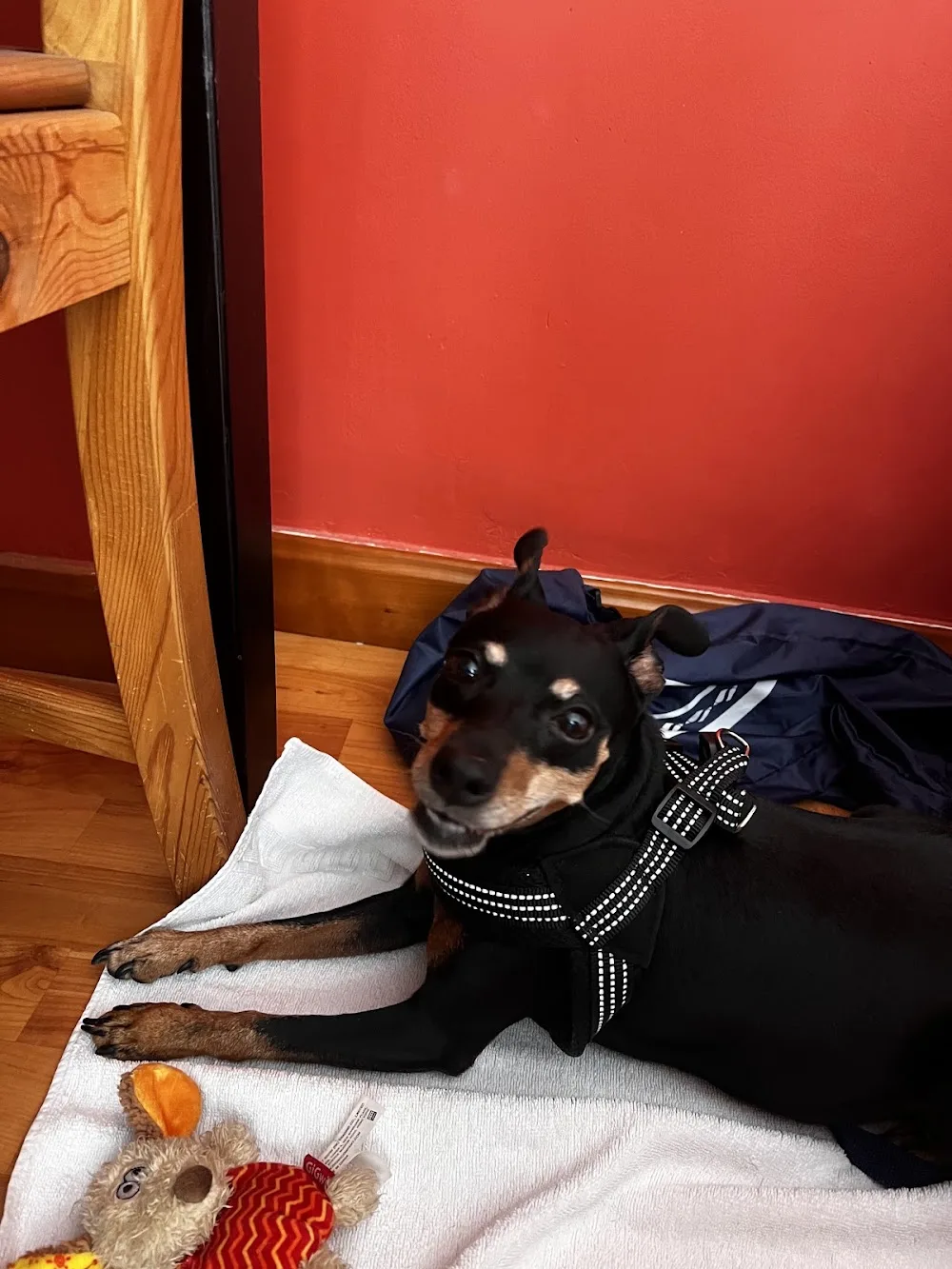 Guarderia mascotas ximena - Castile and Leon pet otel