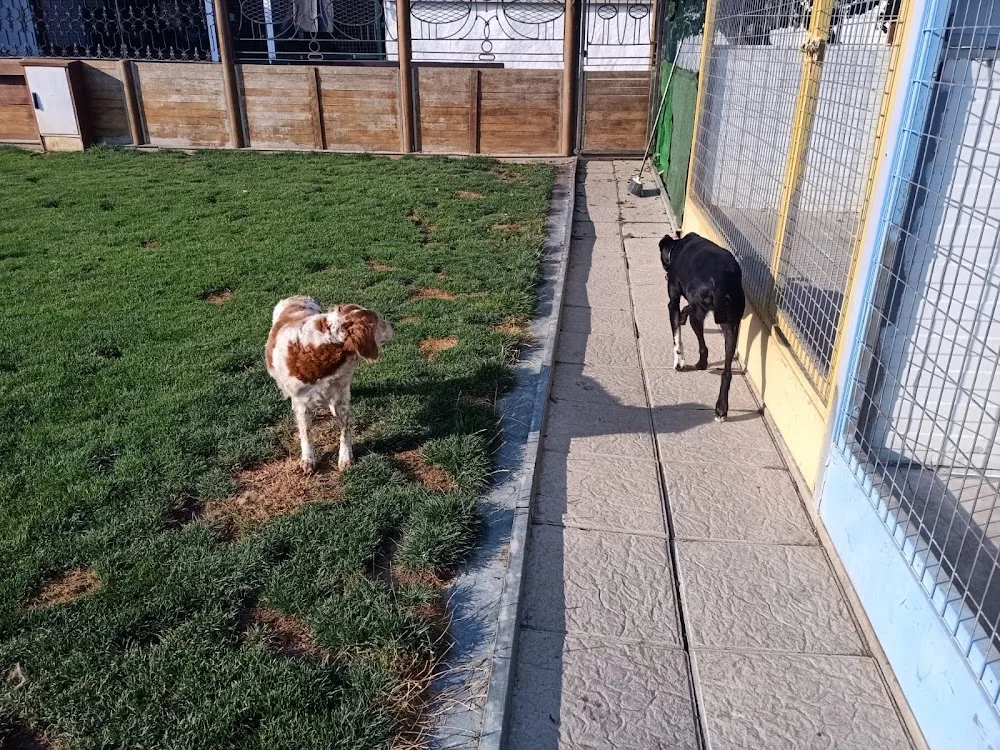 Hotel Canino Tilenus - Castile and Leon pet otel görseli 3