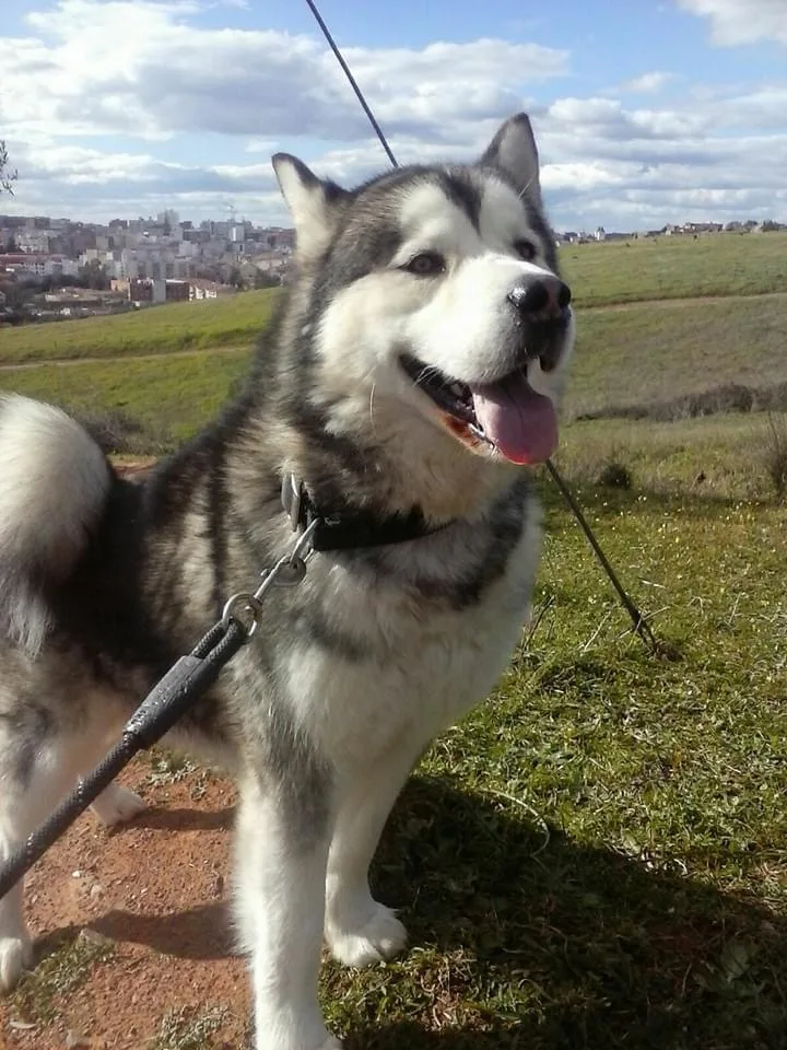 Hotel Canino y Felino Kabluna - Castile and Leon pet otel görseli 2