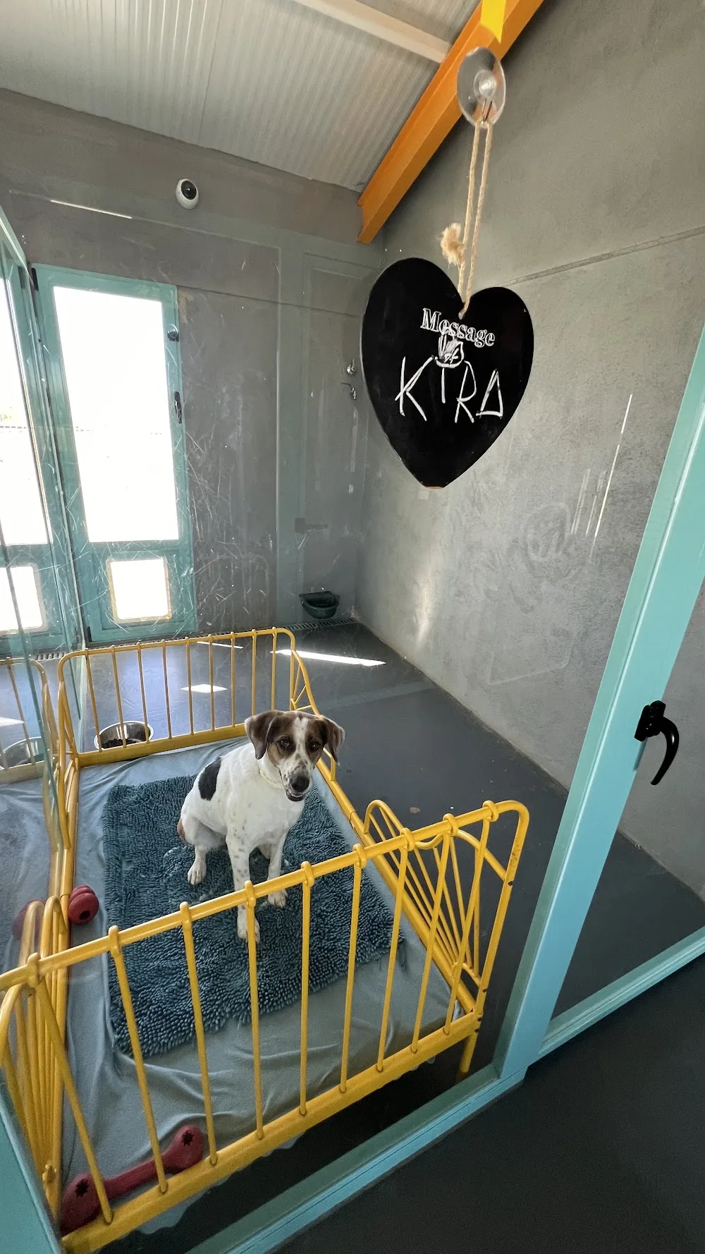 Hotel Canino y Felino Vetoven | Residencia para perros y gatos - Castile and Leon pet otel görseli 2