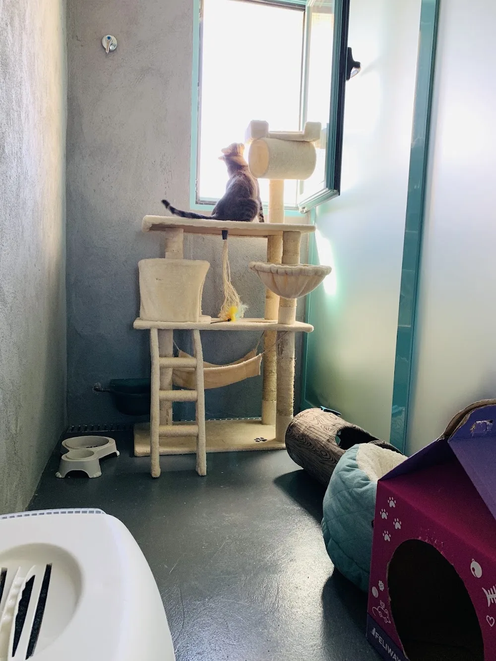 Hotel Canino y Felino Vetoven | Residencia para perros y gatos - Castile and Leon pet otel görseli 3