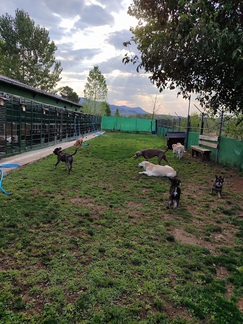 Luan Residencia Canina - Castile and Leon pet otel görseli 3