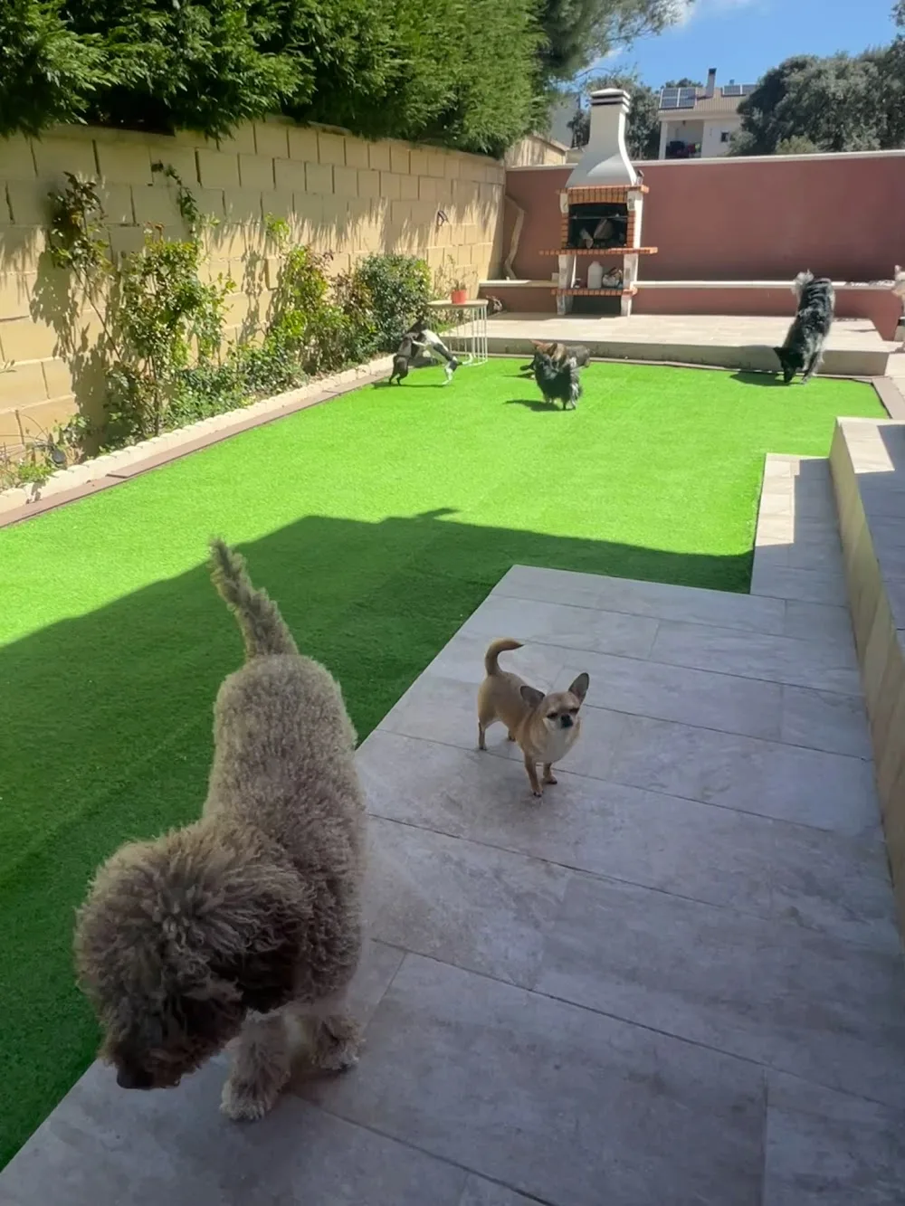 Oasis Can Guardería Canina - Castile and Leon pet otel görseli 2