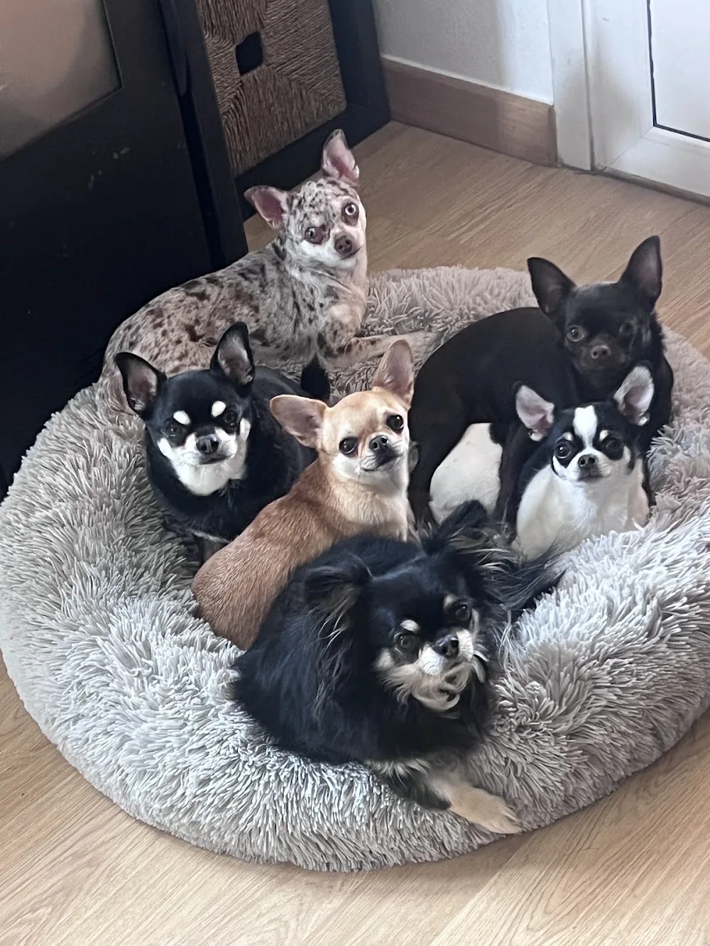 Oasis Can Guardería Canina - Castile and Leon pet otel görseli 3