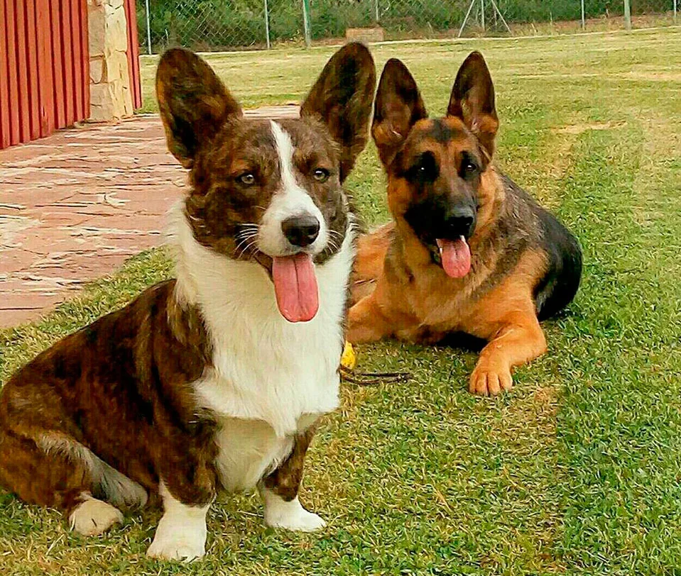 Residencia Canina Bureba - Castile and Leon pet otel görseli 3