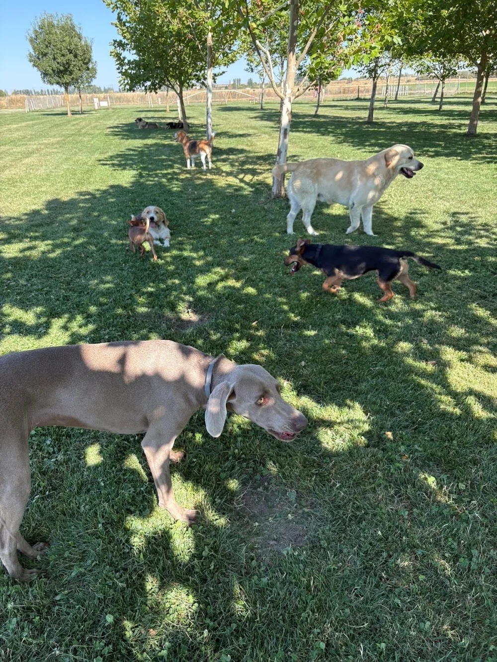 Residencia canina Cadenas - Castile and Leon pet otel