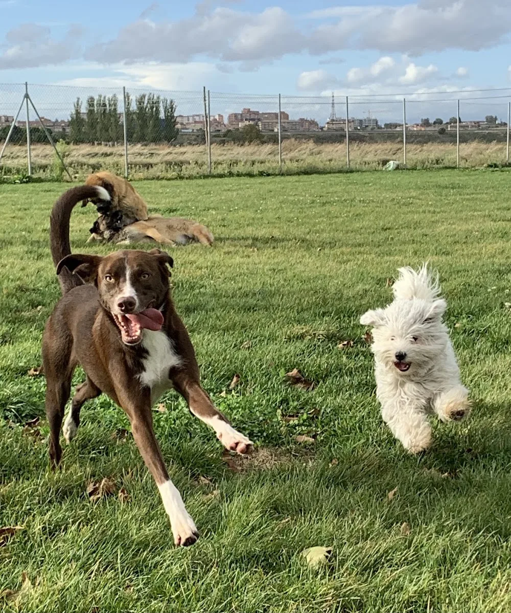 Residencia canina Cadenas - Castile and Leon pet otel görseli 3