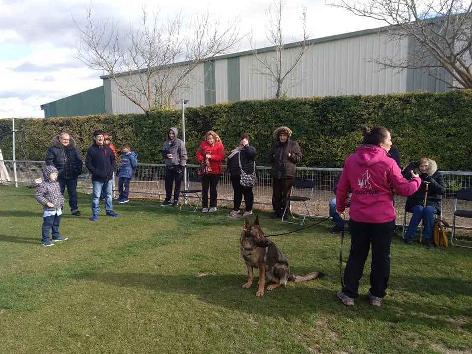 Residencia Canina CísterCan | Adiestramiento canino - Castile and Leon pet otel görseli 3