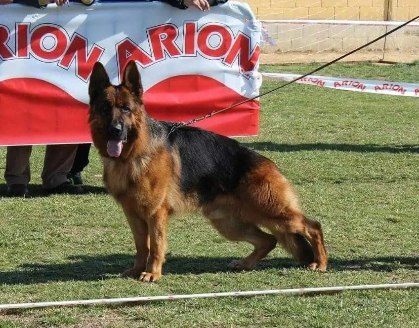Residencia Canina El Cerrolén - Castile and Leon pet otel