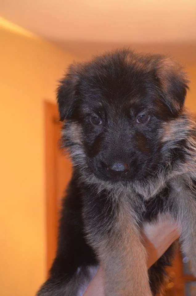 Residencia Canina El Cerrolén - Castile and Leon pet otel görseli 3