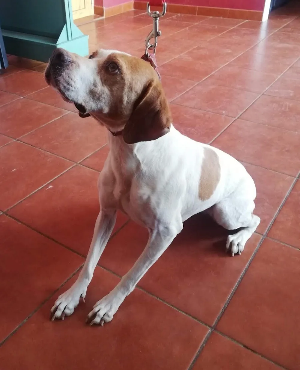 Residencia Mascotas, S.C. - Castile and Leon pet otel görseli 3