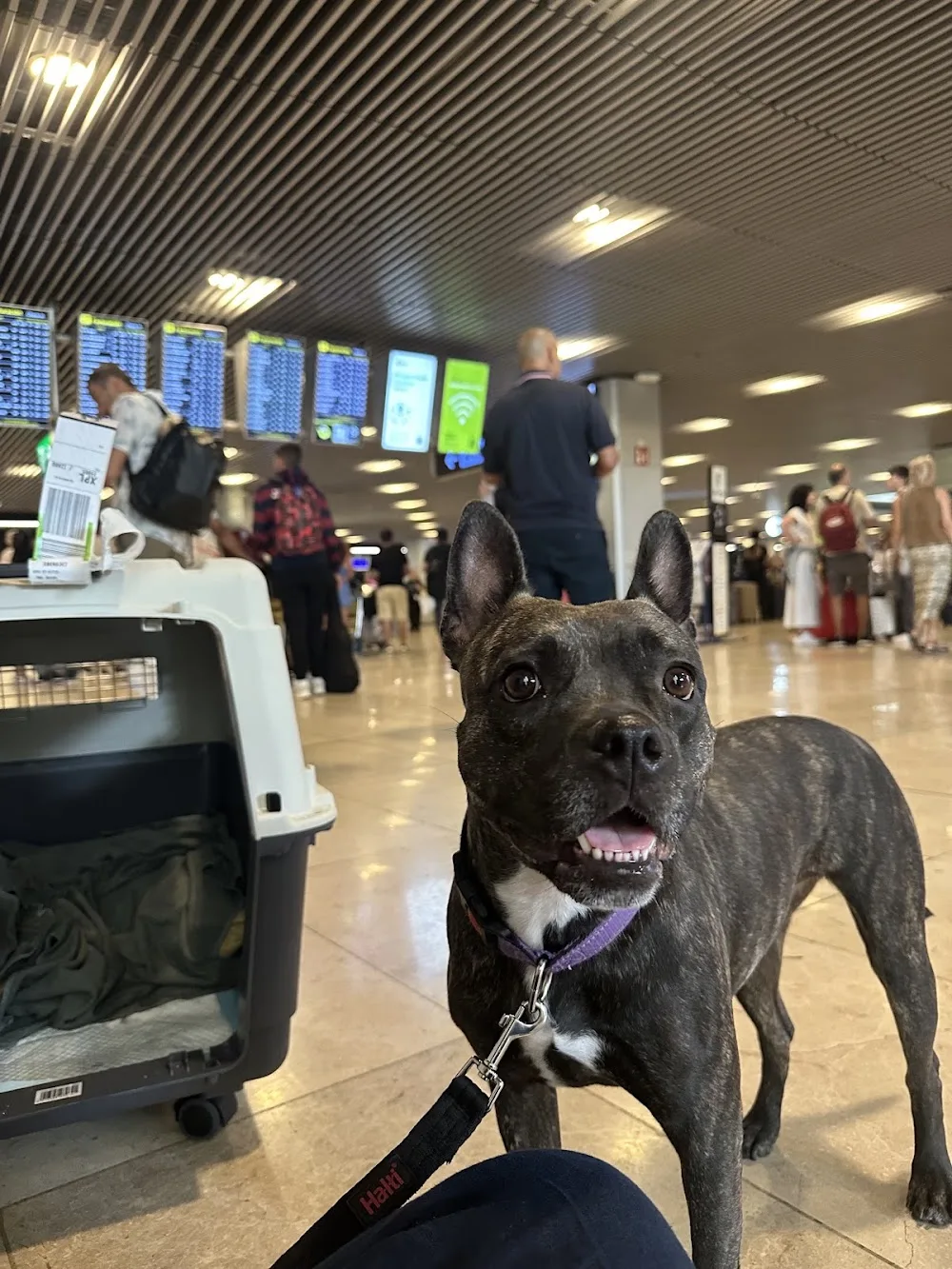 ARTEMICAN SL (centro integral de atención canina: Hotel, tienda, adiestramiento y peluquería ) - Castilla-La Mancha pet otel