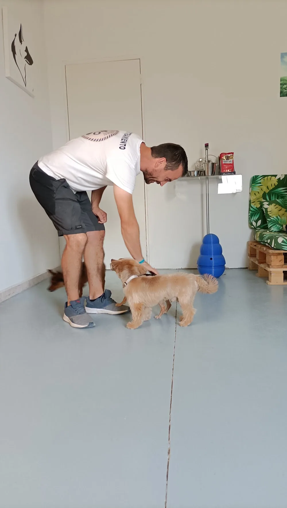 ARTEMICAN SL (centro integral de atención canina: Hotel, tienda, adiestramiento y peluquería ) - Castilla-La Mancha pet otel görseli 3