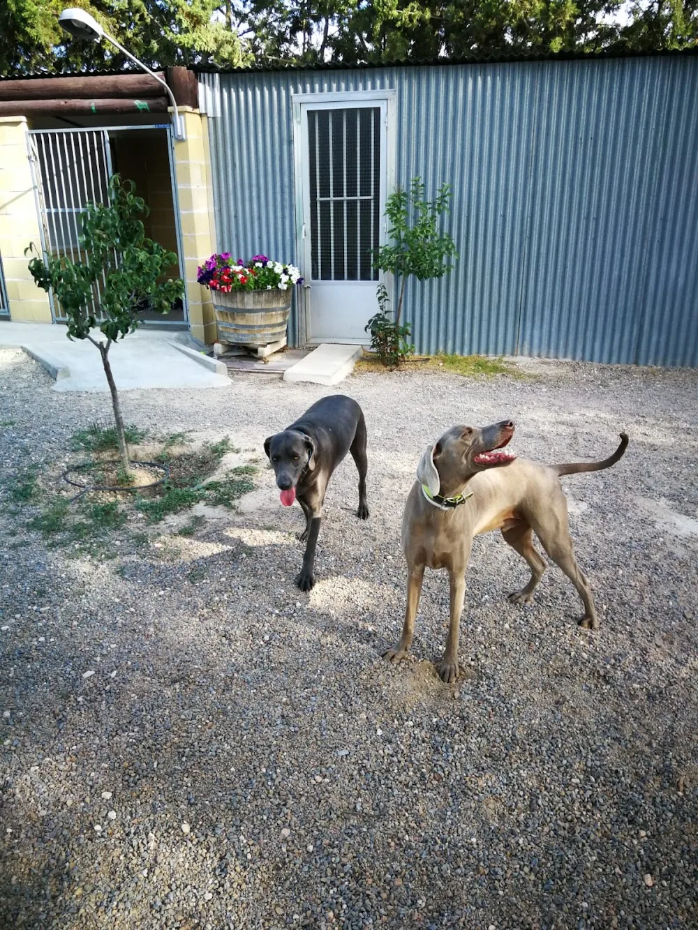Conde Can Residencia Canina - Castilla-La Mancha pet otel