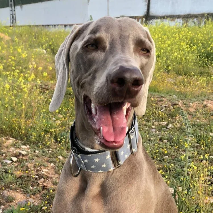 Conde Can Residencia Canina - Castilla-La Mancha pet otel görseli 4