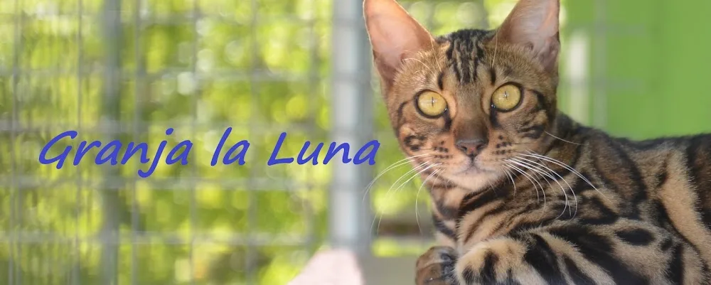 Granja La Luna residencia canina en Madrid - Castilla-La Mancha pet otel