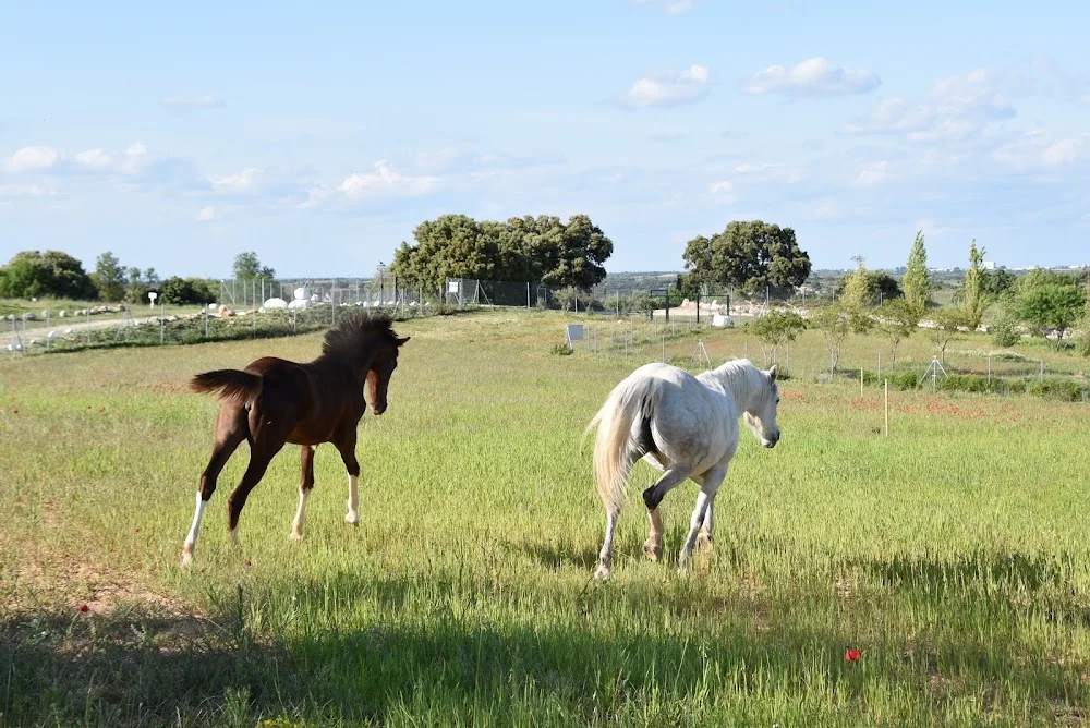 Granja La Luna residencia canina en Madrid - Castilla-La Mancha pet otel görseli 3