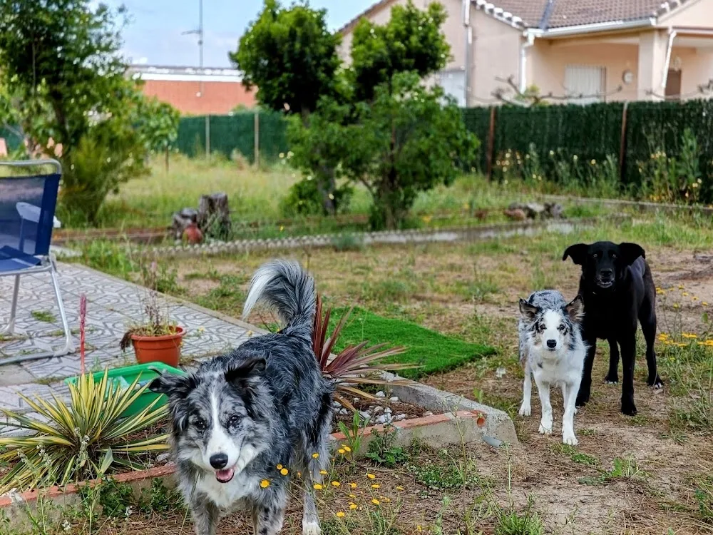 Guarderia Dog Town - Castilla-La Mancha pet otel