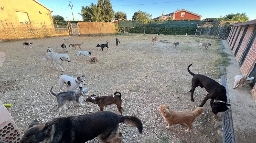 Guardería mascotas Ararauna - Castilla-La Mancha pet otel