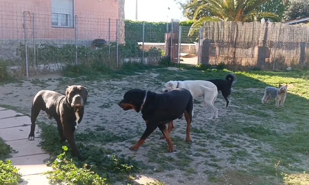 Guardería mascotas Ararauna - Castilla-La Mancha pet otel görseli 3