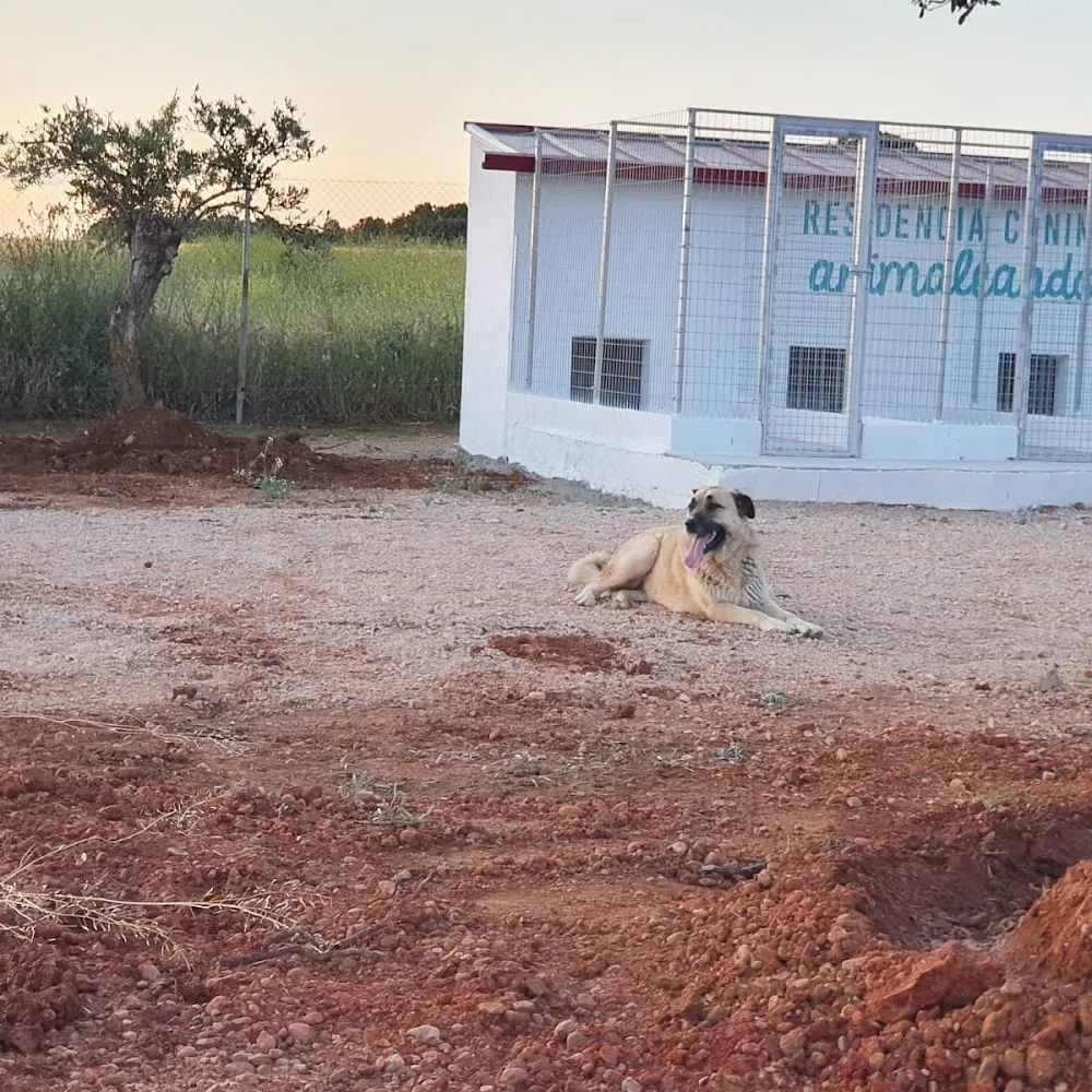 Residencia canina Animaleando - Castilla-La Mancha pet otel görseli 3
