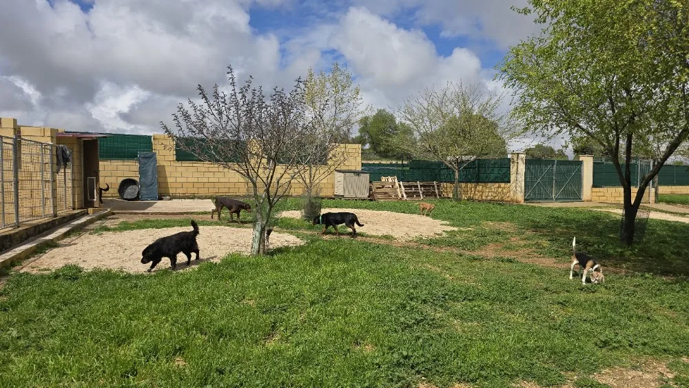 Residencia Canina en Madrid - 3 PATAS - Castilla-La Mancha pet otel görseli 3