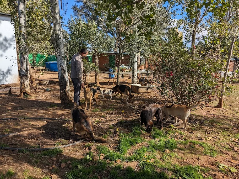 Residencia Canina Sarbecan - Castilla-La Mancha pet otel görseli 2