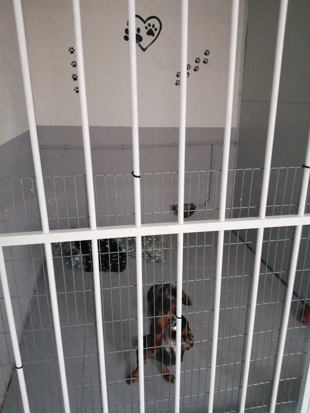 Residencia Canina Sarbecan - Castilla-La Mancha pet otel görseli 3