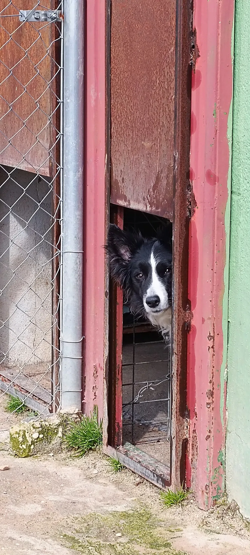 Residencia Canina y centro de ocio Alanos de Toletum - Castilla-La Mancha pet otel görseli 3