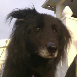Residencia Canina y centro de ocio Alanos de Toletum - Castilla-La Mancha pet otel görseli 4