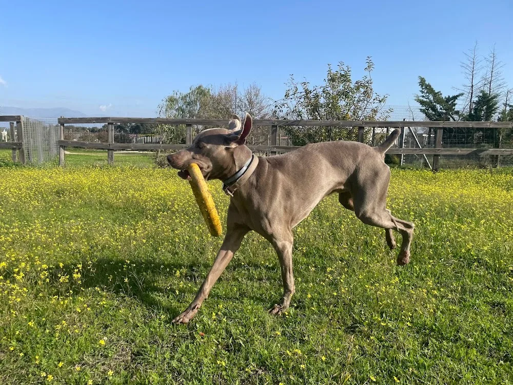 Residencia y Escuela Canina Pico Chaparral - Castilla-La Mancha pet otel görseli 3