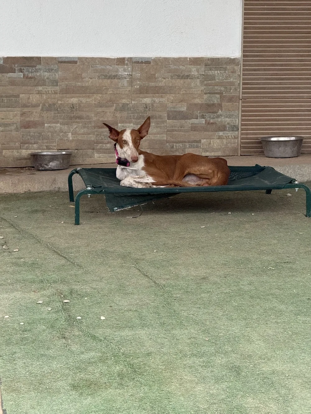 RESIDENCIA Y GUARDERIA CANINA BELLA CAN - Castilla-La Mancha pet otel görseli 2