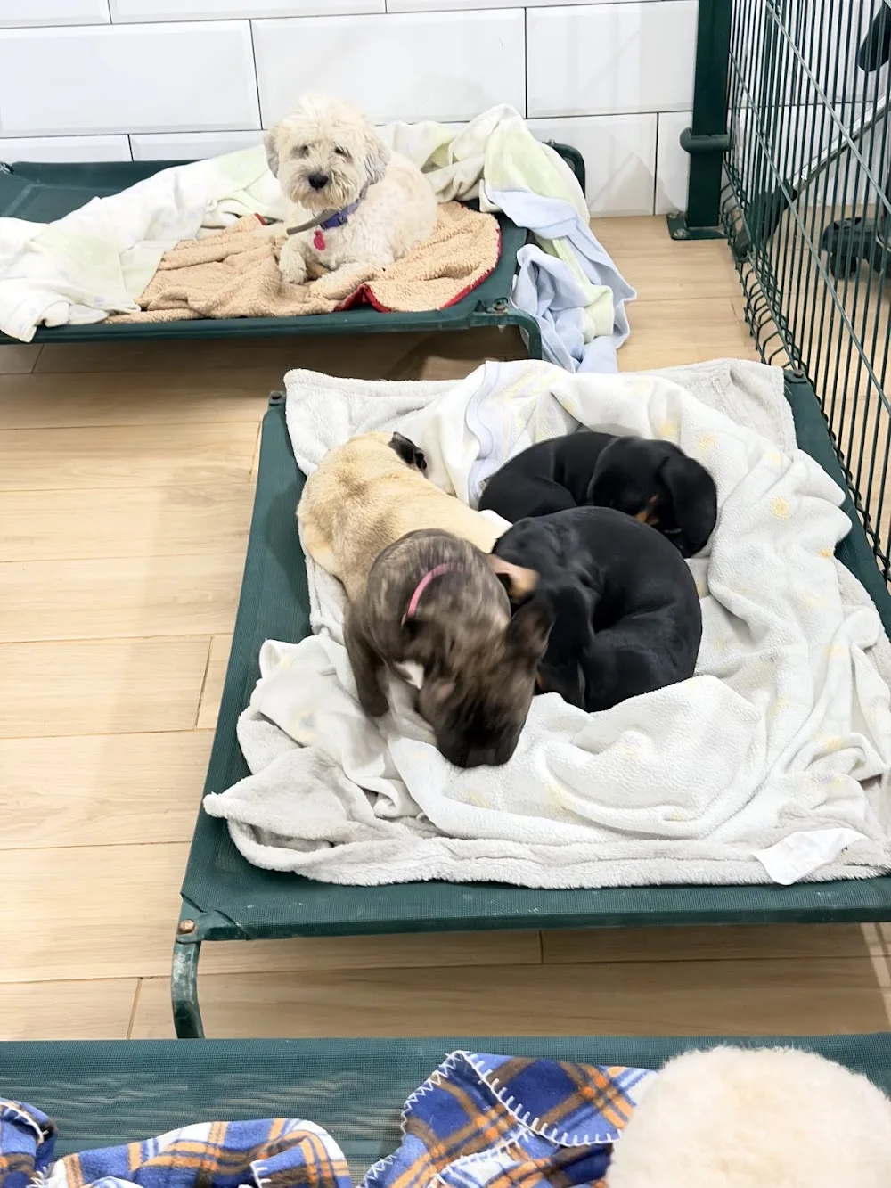 RESIDENCIA Y GUARDERIA CANINA BELLA CAN - Castilla-La Mancha pet otel görseli 3