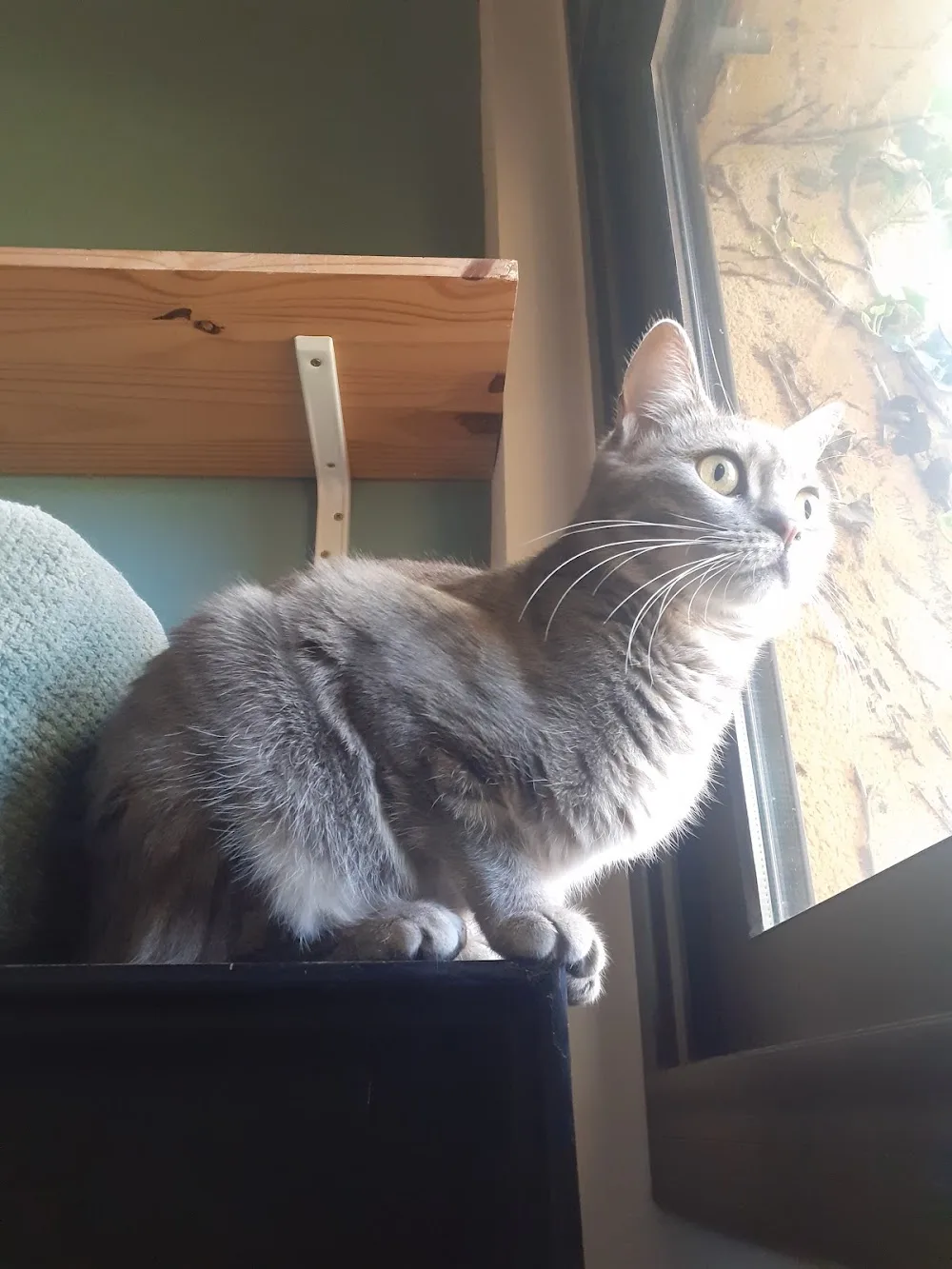 Alice House Cattery - Catalonia pet otel