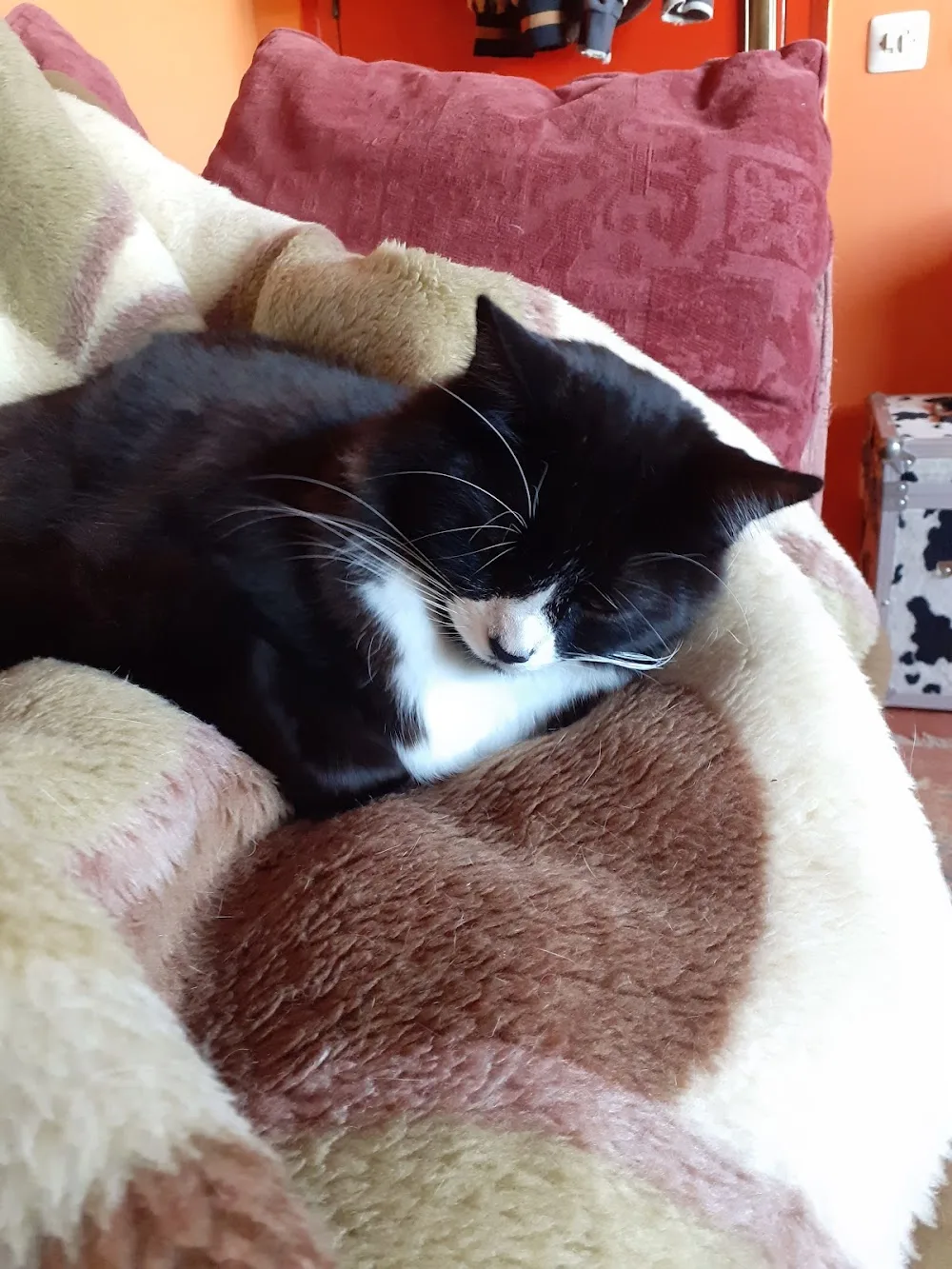 Alice House Cattery - Catalonia pet otel görseli 3