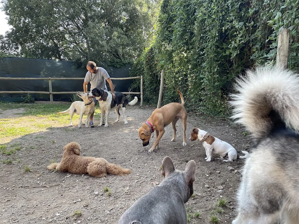 CampGos guardería canina de día cerca de Barcelona - Catalonia pet otel