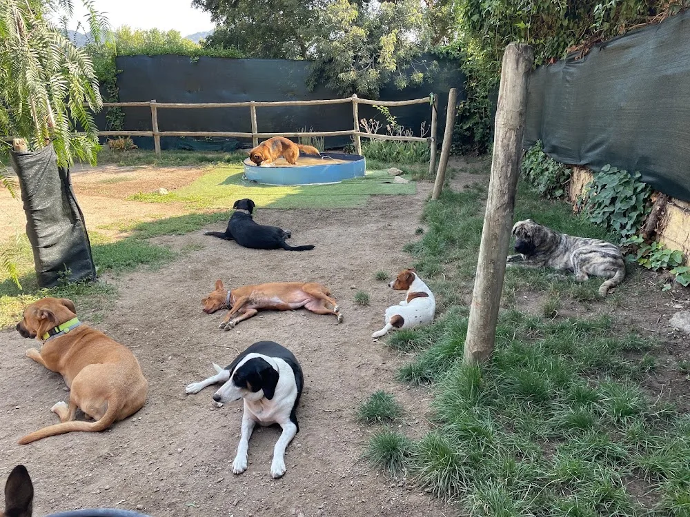 CampGos guardería canina de día cerca de Barcelona - Catalonia pet otel görseli 3