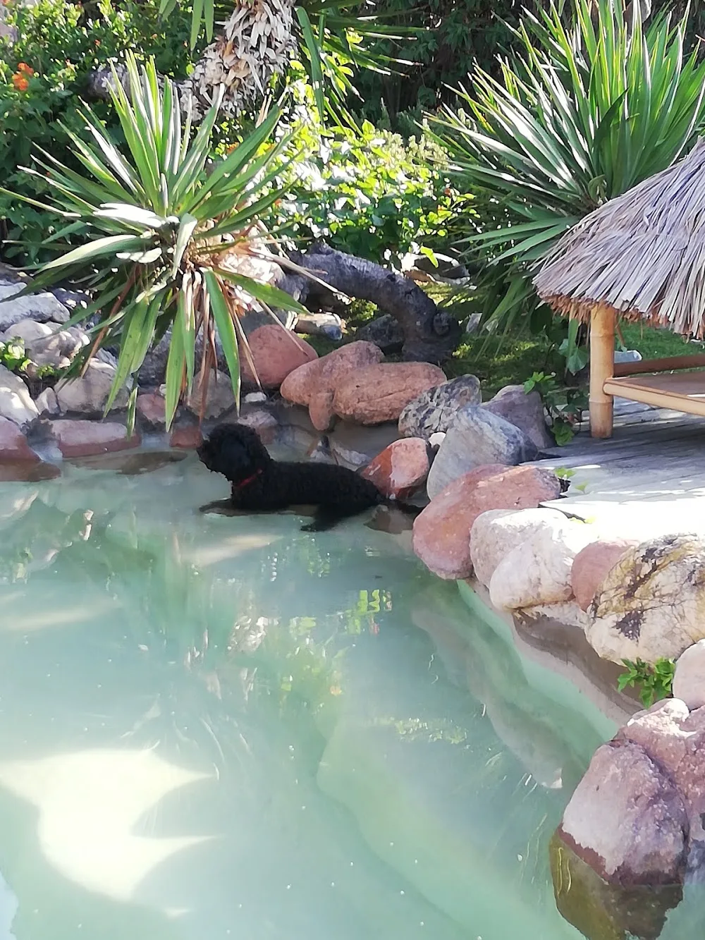Can Kin Gos - Catalonia pet otel