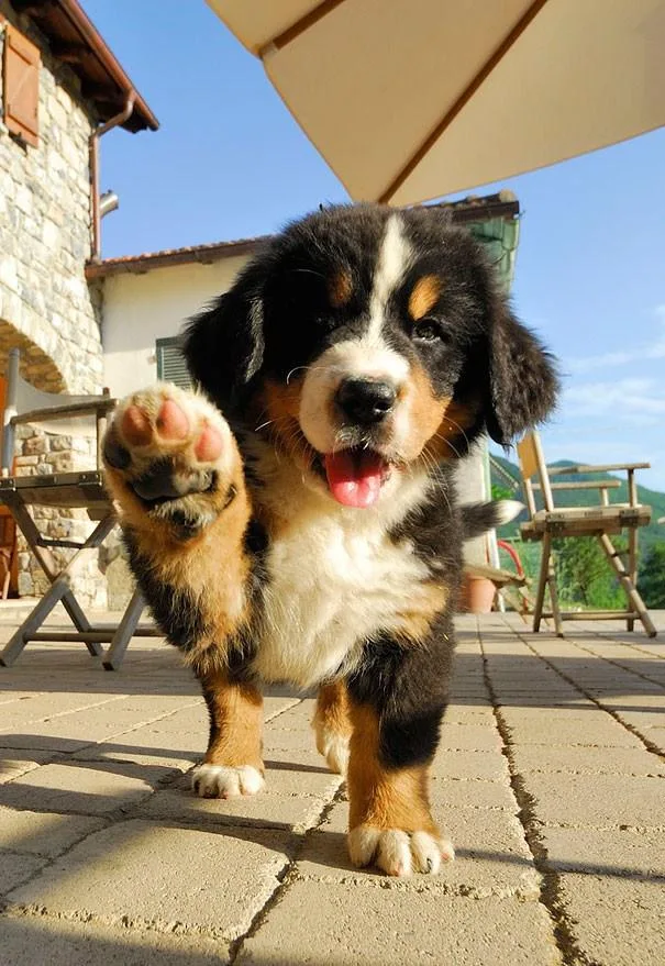 Can Planet Hotel-Residència Canina & Felina - Catalonia pet otel