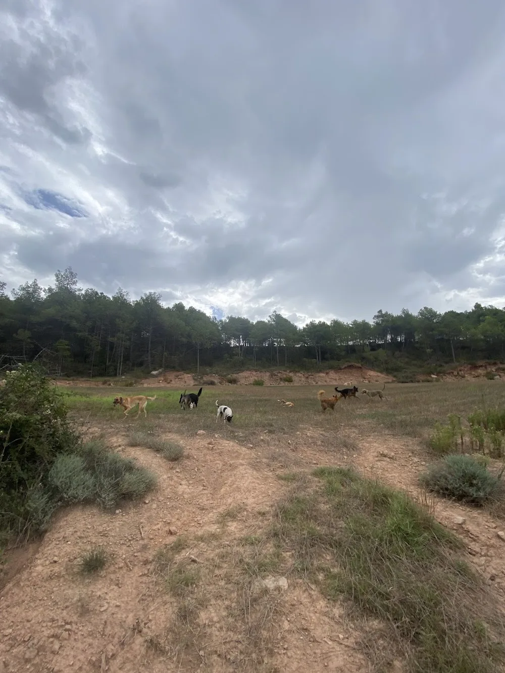 CANatura residència canina - Hípica Recasens - Catalonia pet otel