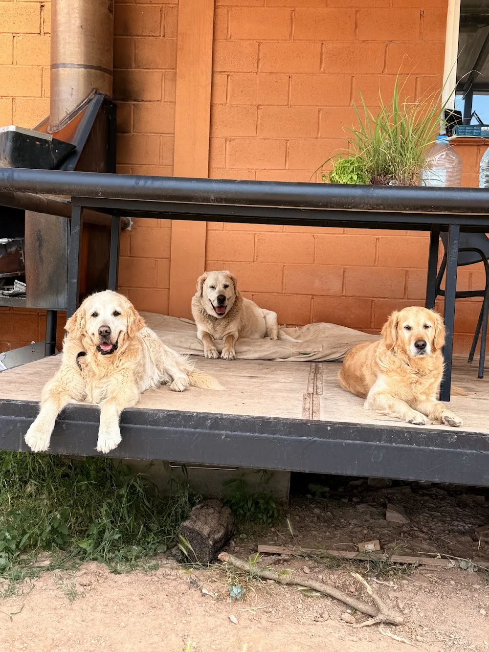 CANatura residència canina - Hípica Recasens - Catalonia pet otel görseli 3