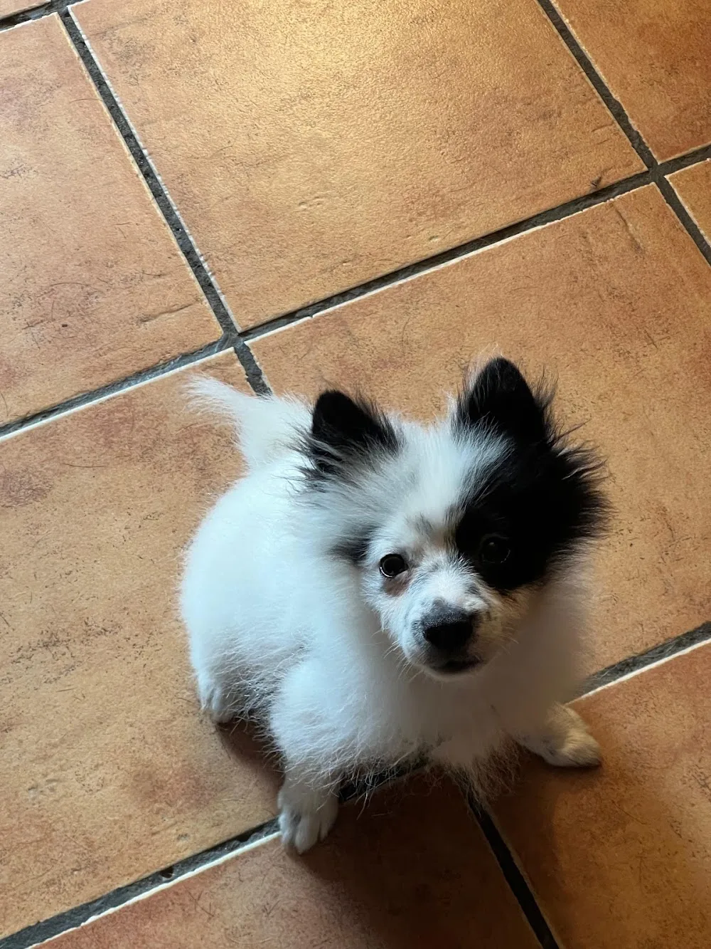 Canguro Canino - Catalonia pet otel